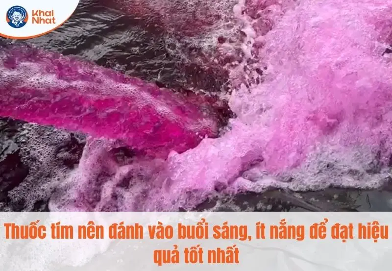 thời gian đánh thuốc tím hợp lý là vào sáng sớm hay chiều mát