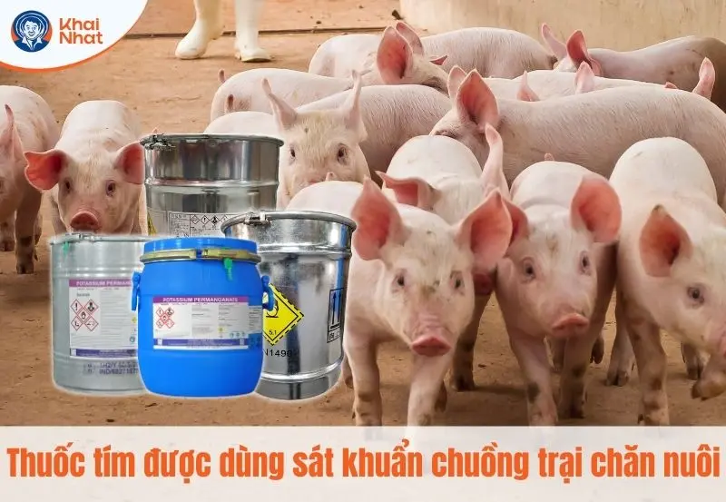 Trong chăn nuôi, thuốc tím có vai trò như chất sát khuẩn với giá thành tương đối rẻ