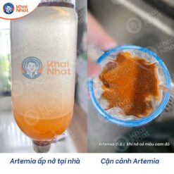 ap-artemia-my-tai-nha-nhanh-chong-1