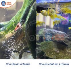 ap-artemia-my-tai-nha-nhanh-chong-3