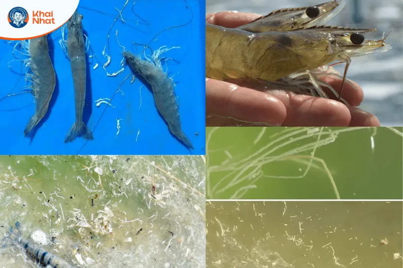 Bệnh phân trắng là căn bệnh thường gặp ở trên tôm