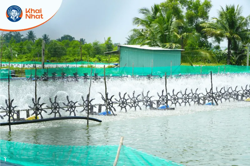 D9am3 bảo hàm lượng oxy để tránh bệnh phân trắng trên tôm