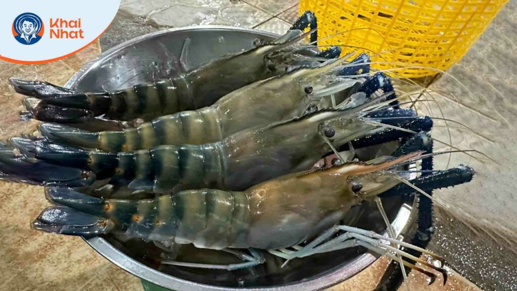hai-phong-nuoi-tom-cang-xanh-sieu-loi-nhuan