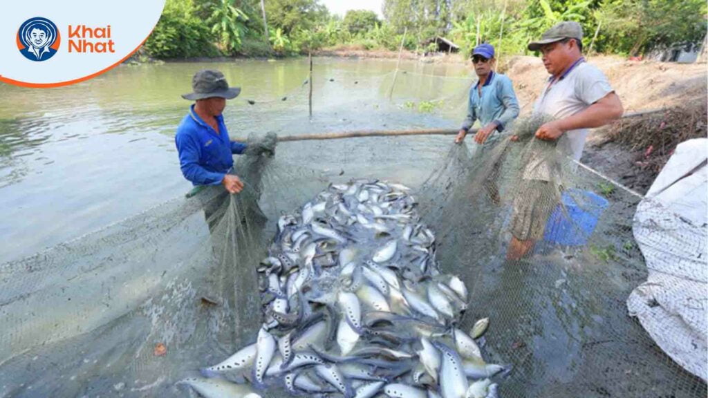 hau-giang-dien-tich-nuoi-thuy-san-tang