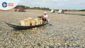 hinh-5-dong-nai-200-tan-ca-chet-vi-nang-nong