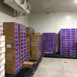 artemia-osi-my-crystal