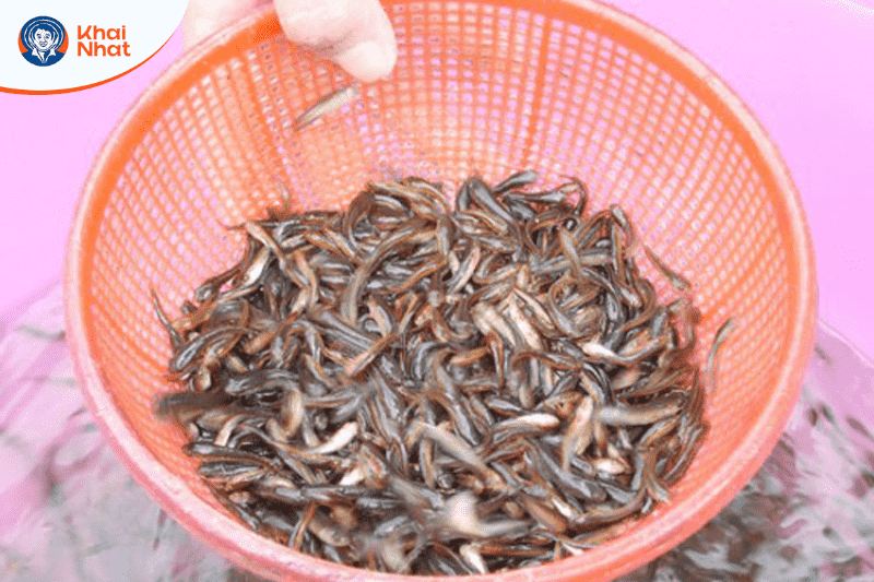 ca-mau-xu-ly-khai-thac-ca-non