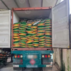 Hình ảnh container nhập khẩu trực tiếp sản phẩm saponin tại kho