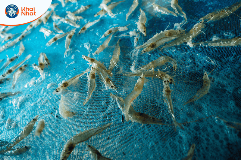 xu-ly-nuoc-bang-chlorine-2