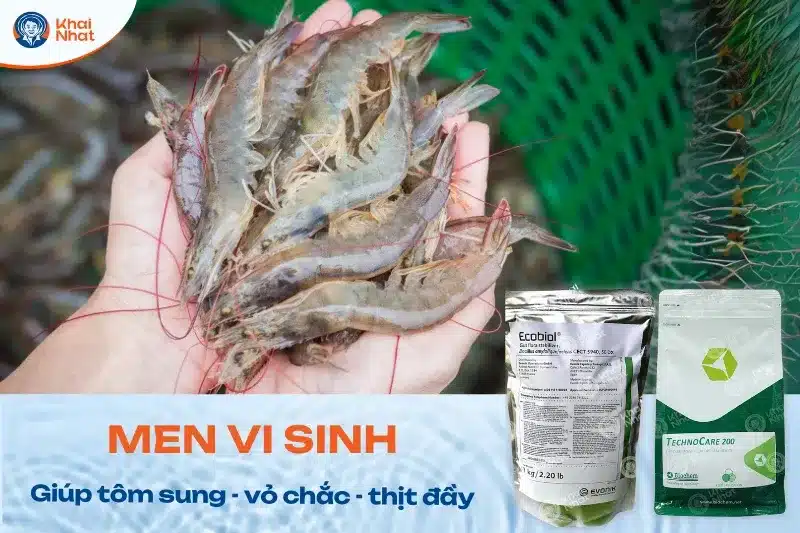 men vi sinh cho tôm chứa các vi sinh vật có lợi