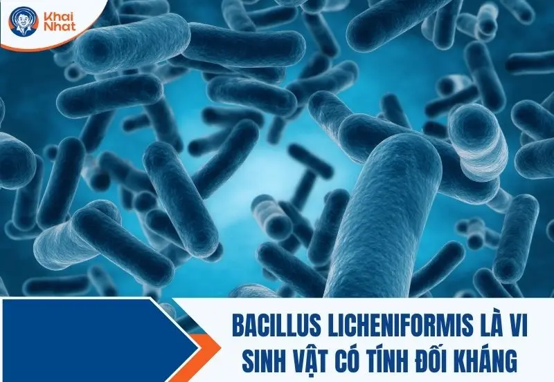 Bacillus licheniformis là nhóm sinh vật có tính đối kháng