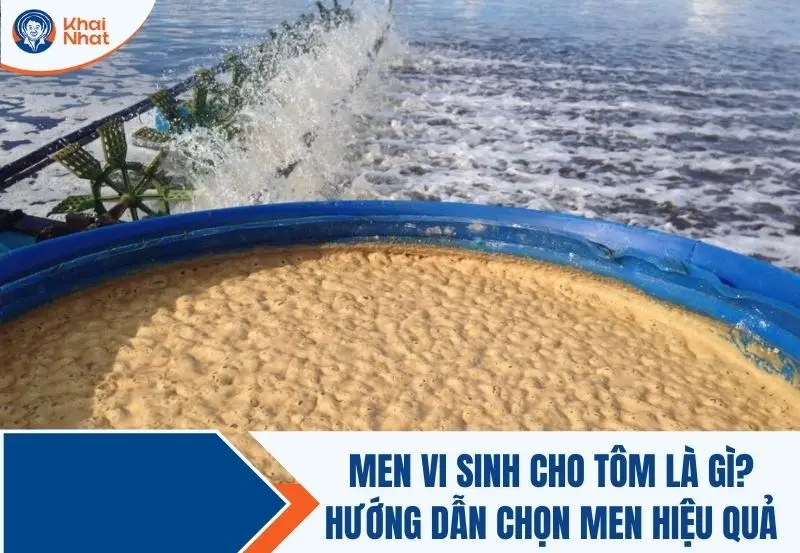 Men vi sinh cho tôm là gì? Hướng dẫn chọn men vi sinh cho tôm hiệu quả