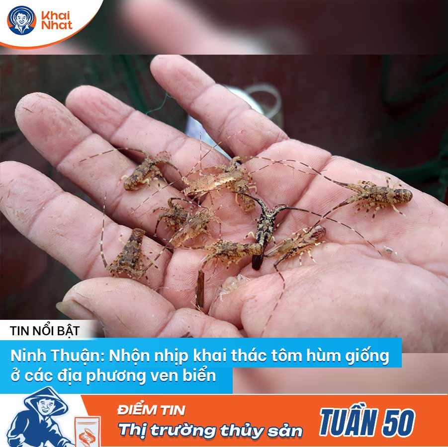 ninh-thuan-nhon-nhip-khai-thac-tom-hum-giong-o-cac-dia-phuong-ven-bien