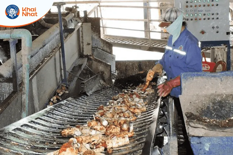 Củ sắn tươi được nghiền nát để chuẩn bị đem đi ủ.