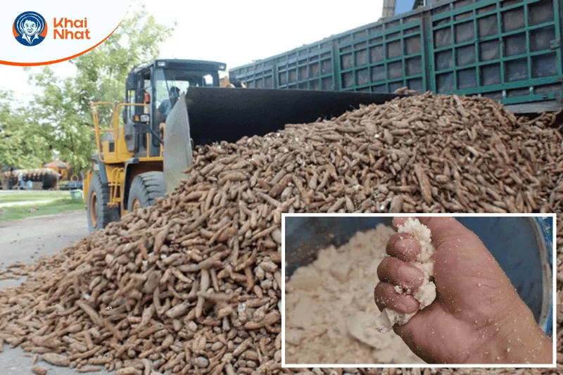Tại Việt Nam có nhiều sắn tươi thích hợp dùng trong chăn nuôi.