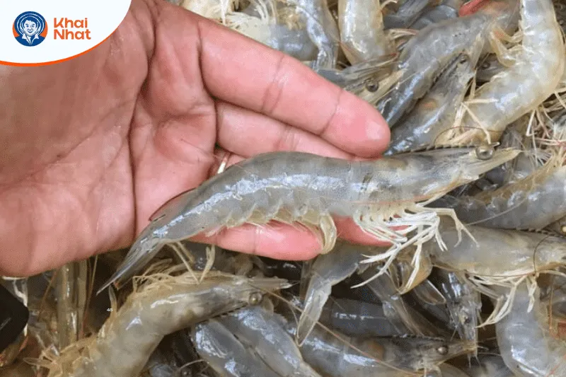 cách ly tôm bệnh để tránh lây nhiễm cho tôm