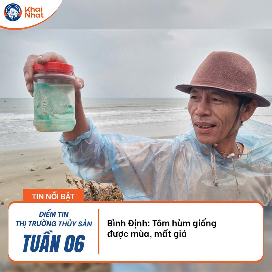 binh-dinh-tom-hum-giong-duoc-mua-mat-gia