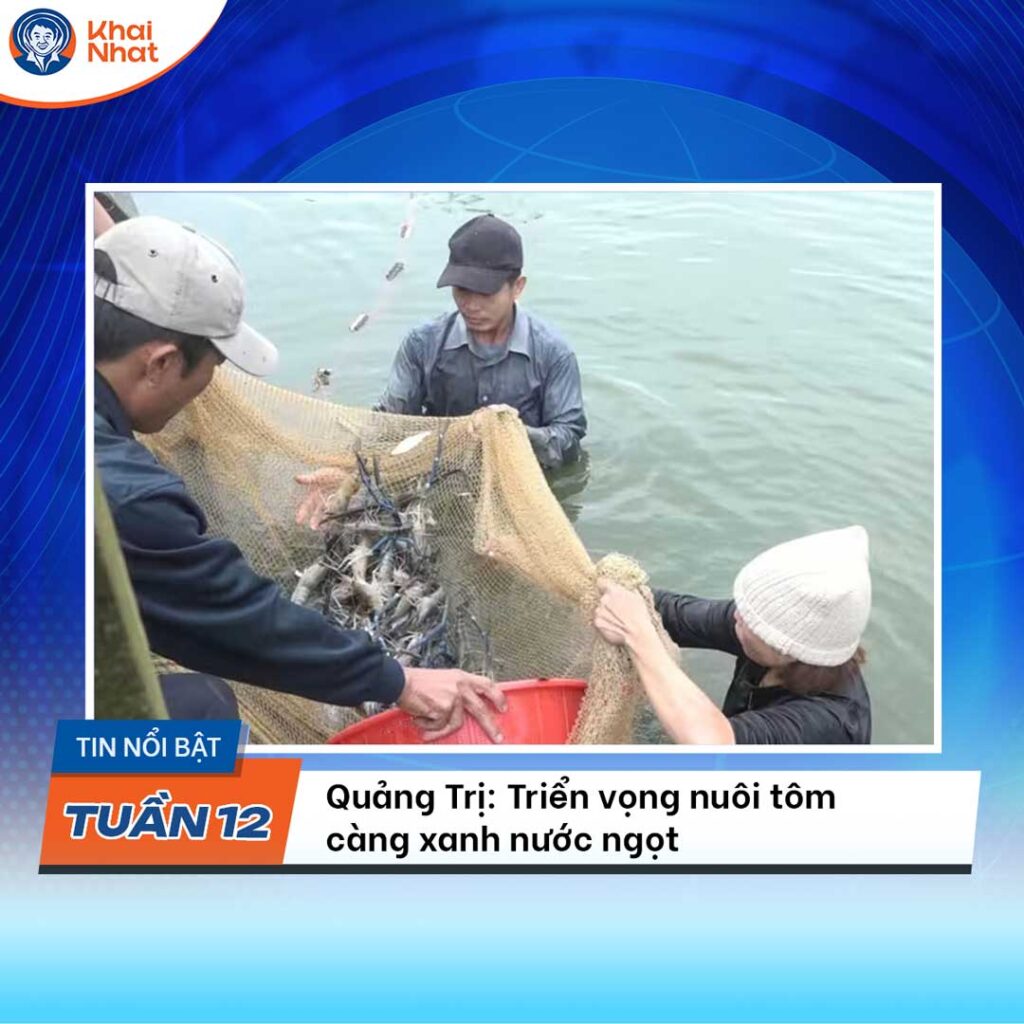 quang-tri-trien-vong-nuoi-tom-cang-xanh-nuoc-ngot