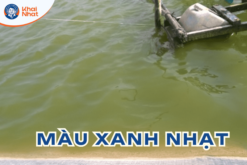 mau-nuoc-trong-ao-nuoi-tom (1)