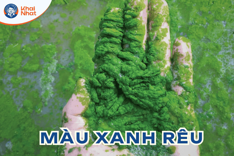 mau-nuoc-trong-ao-nuoi-tom (2)