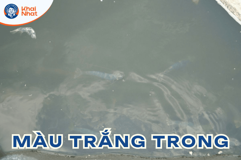 mau-nuoc-trong-ao-nuoi-tom (7)