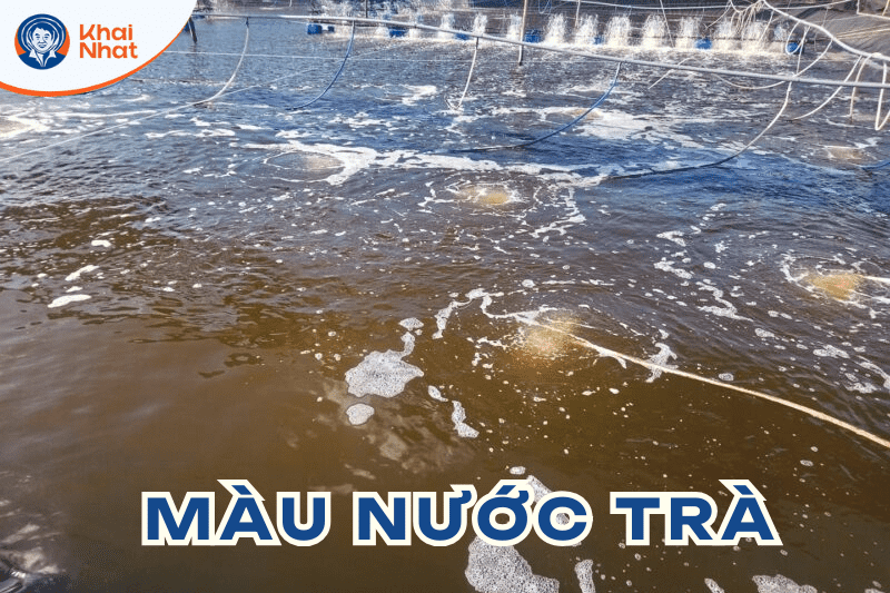 mau-nuoc-trong-ao-nuoi-tom