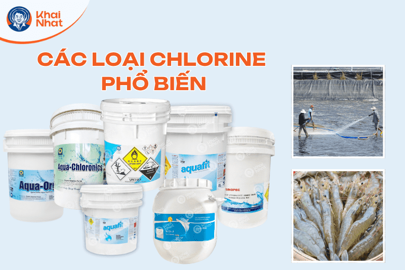 diet-khuan-ao-nuoi-tom (3)