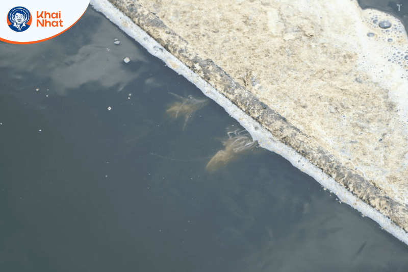 su-dung-muoi-trong-nuoi-tom (5)