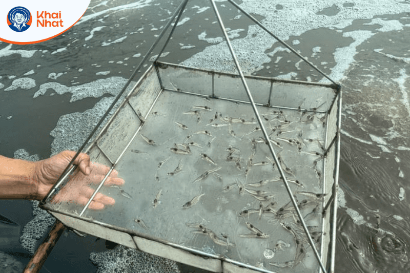 su-dung-muoi-trong-nuoi-tom (6)