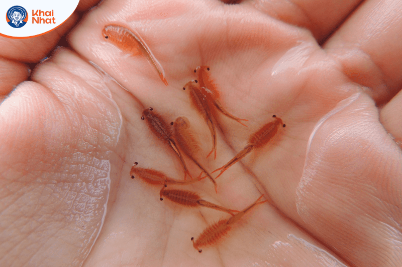 artemia-nuoc-ngot (1)