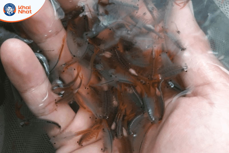 artemia-nuoc-ngot (2)
