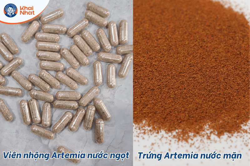 artemia-nuoc-ngot (3)