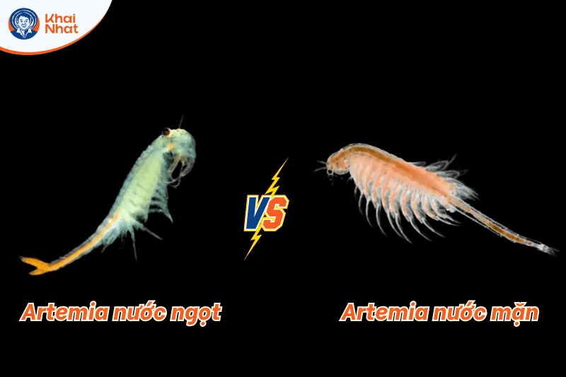 artemia-nuoc-ngot