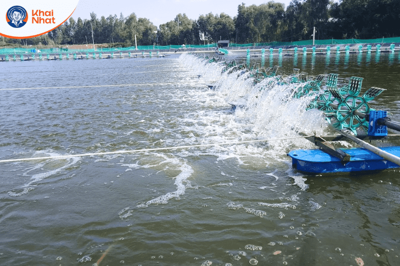 tom-khong-lot-vo (8)