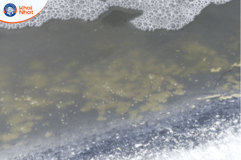 tom-lot-khong-cung-vo (1)