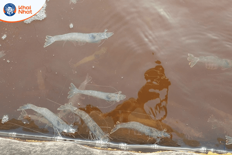 tom-lot-khong-cung-vo (2)