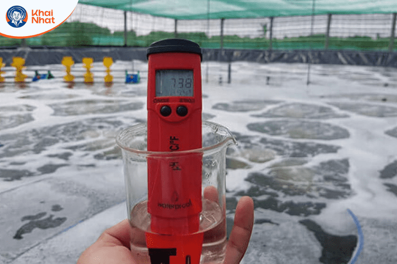 tom-lot-khong-cung-vo (3)