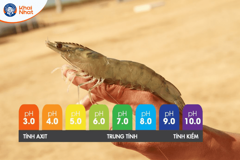 tom-lot-khong-cung-vo (4)