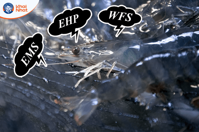 tom-lot-khong-cung-vo (5)