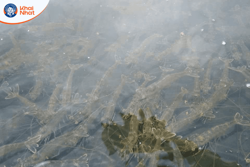 tom-lot-khong-cung-vo (6)