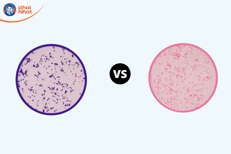 vi-khuan-gram-am (2)