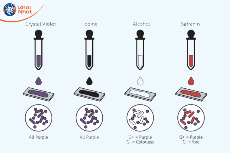 vi-khuan-gram-am (3)