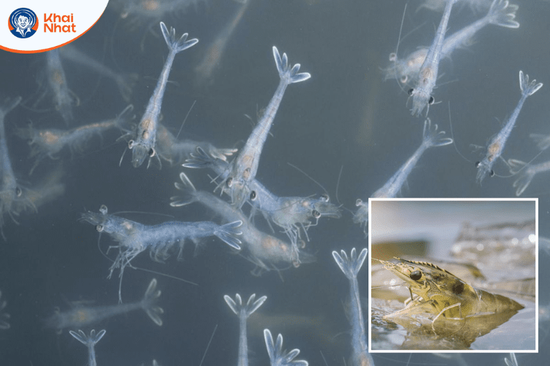 vi-khuan-gram-am (5)