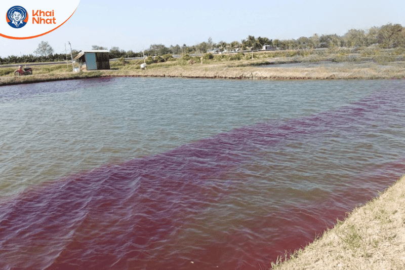 vi-khuan-gram-am (7)