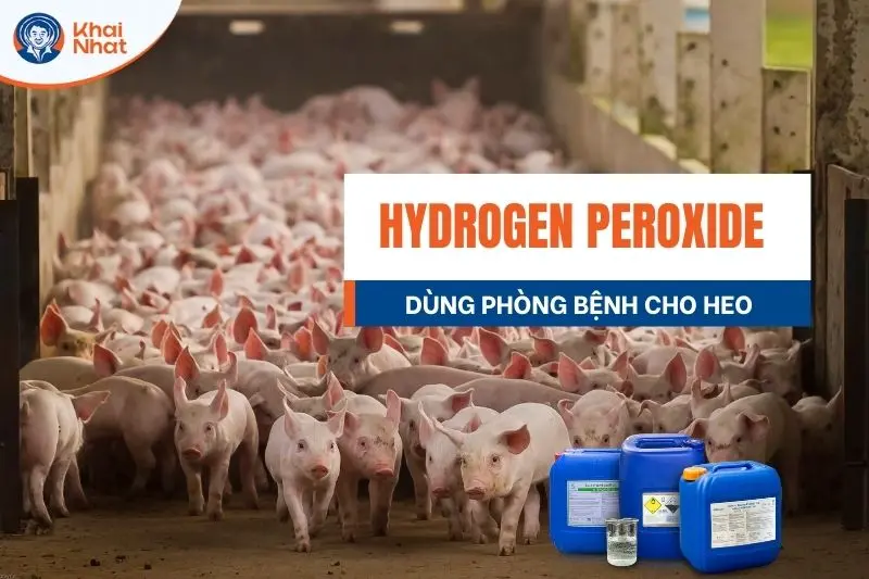 hydrogen peroxide dùng làm chất sát khuẩn, phòng bệnh cho heo