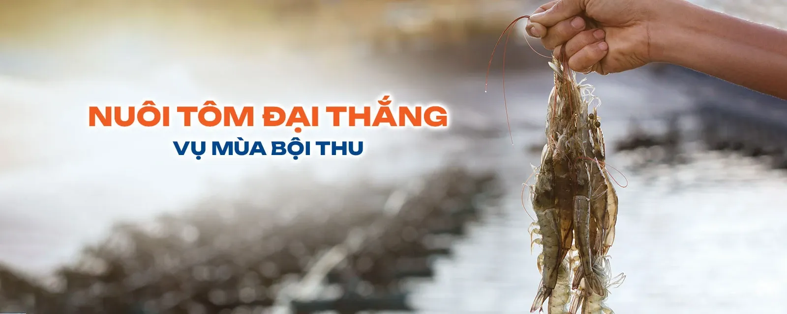 Khai Nhật - Nuôi tôm đại thắng vụ mùa bội thu