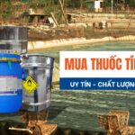 Mua thuốc tím cho cá ở đâu? Mua thuốc tím ở đâu uy tín hiện nay?