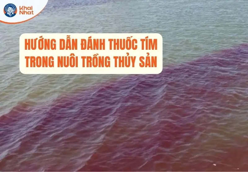 Hướng dẫn sử dụng thuốc tím trong nuôi trồng thủy sản 