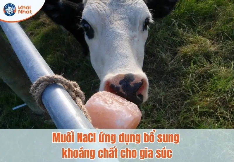 Ứng dụng của NaCl giúp làm tăng cảm giác thèm ăn, tăng khả năng tiêu hóa và hấp thụ dinh dưỡng cho gia súc