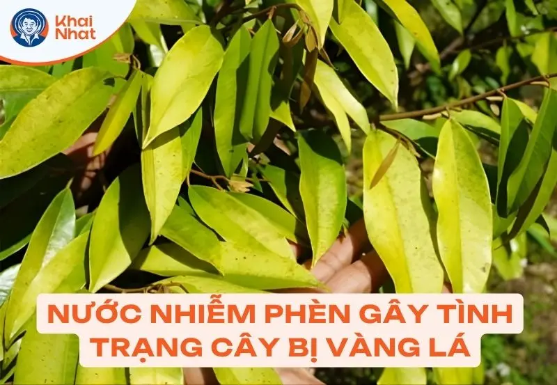 Nước bị nhiễm phèn làm giảm pH ảnh hưởng đến cây trồng